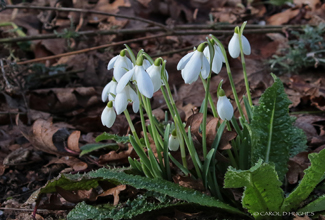 SNOW DROP (Galanthus)